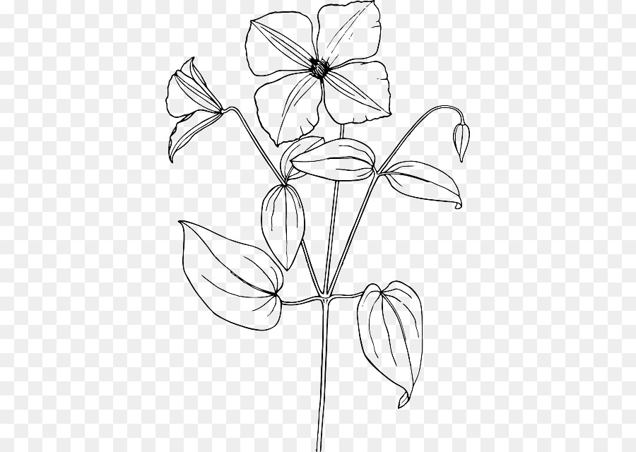900x640 Arabian Jasmine Drawing Flower Sketch - Jasmine Flower Sketch