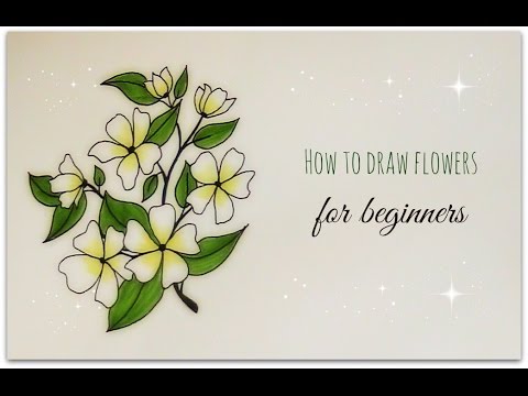 480x360 How To Draw Flowers - Jasmine Flower Sketch