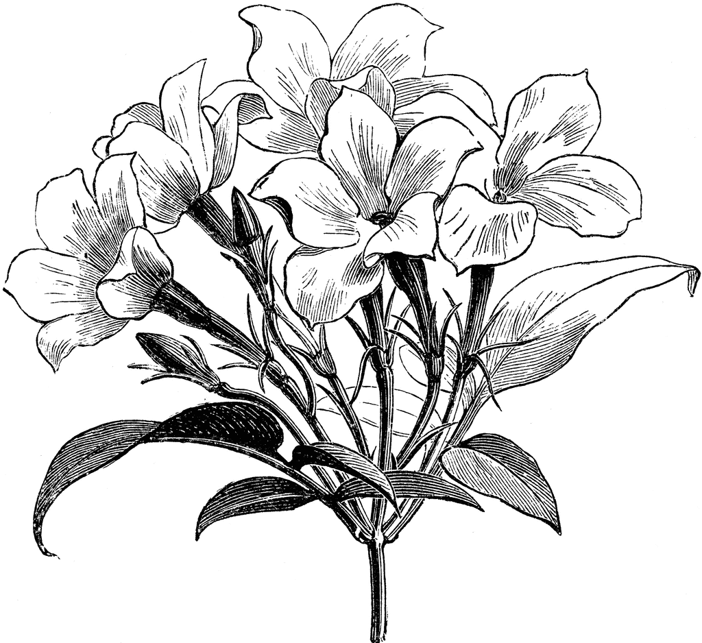 1024x938 Jasmine Flower Botanical Drawings Vector - Jasmine Flower Sketch