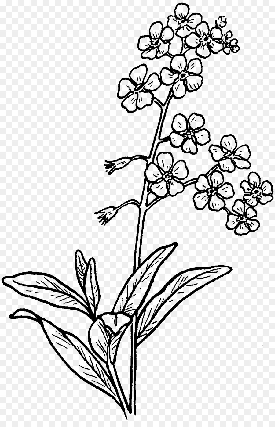 900x1400 Drawing Myosotis Scorpioides Sketch - Jasmine Flower Sketch