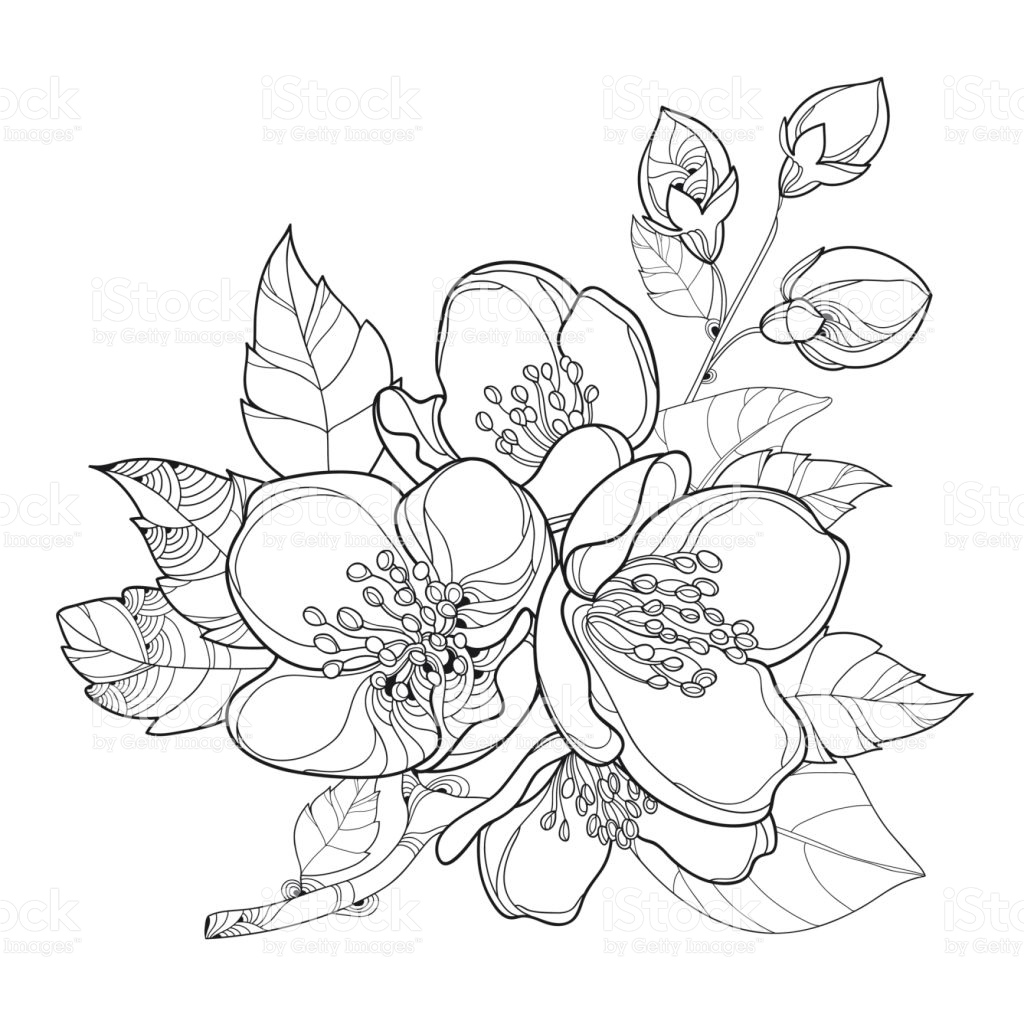 Jasmine Flower Sketch at PaintingValley.com | Explore collection of ...