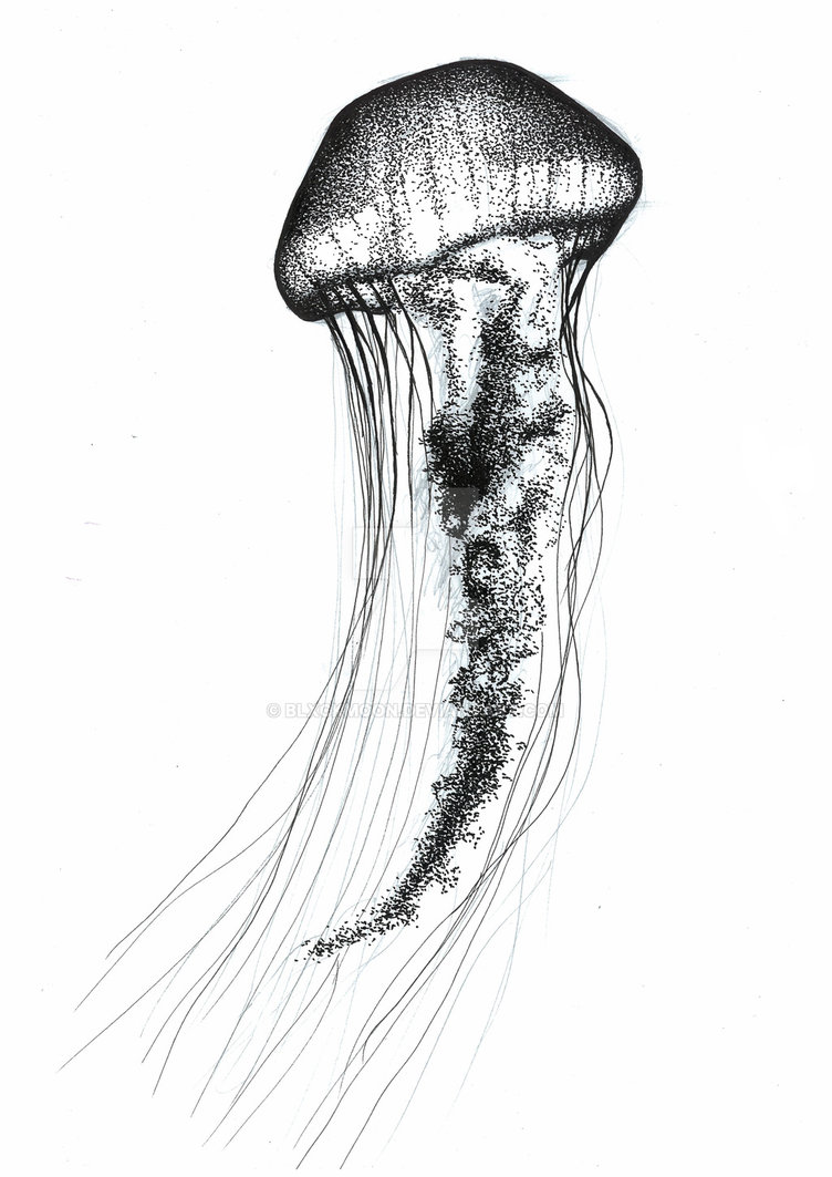 752x1063 Jellyfish Drawing, Pencil, Sketch, Colorful, Realistic Art Images - Jellyfish Sketch