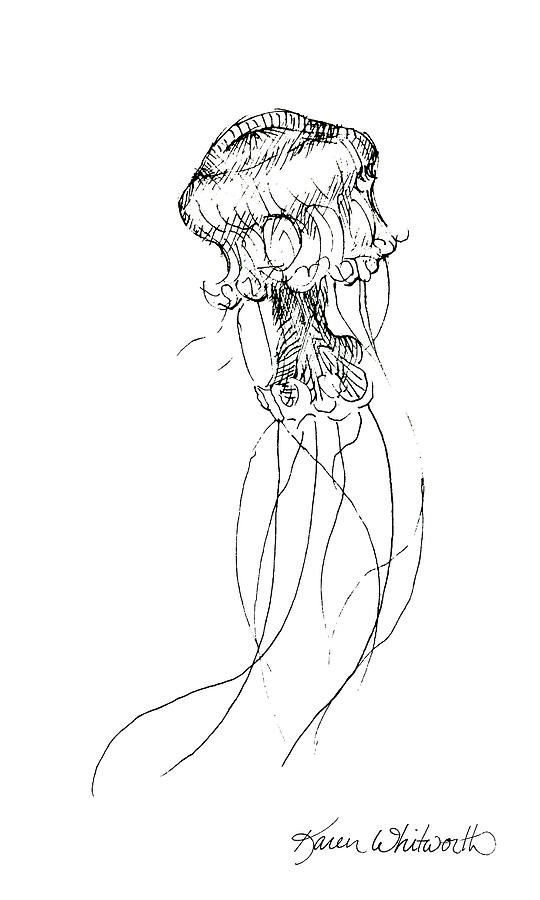 540x900 Jellyfish Sketch - Jellyfish Sketch