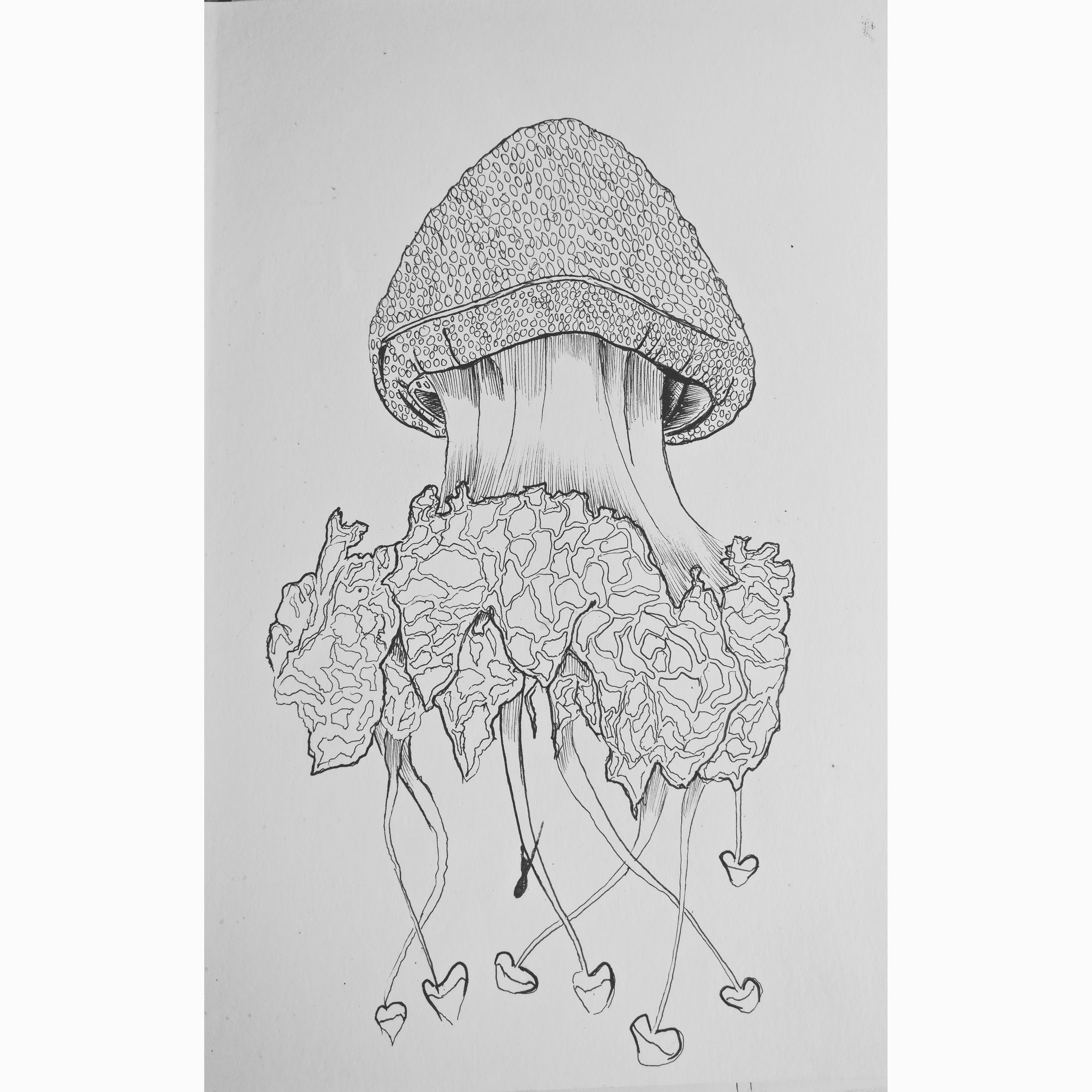 3989x3989 Jellyfish Sketch - Jellyfish Sketch