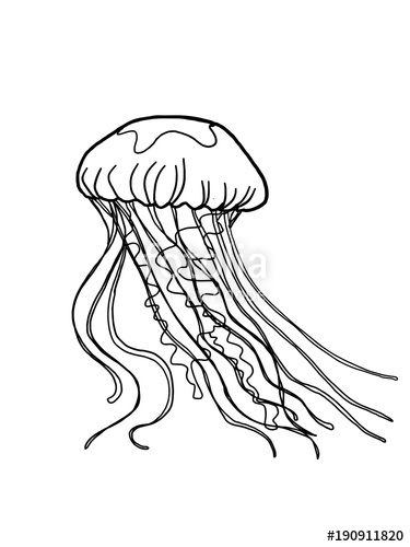 375x500 Jellyfish Sketch Drawing Stock Photo And Royalty Free Images On - Jellyfish Sketch