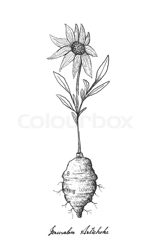 509x800 Root And Tuberous Vegetables, Illustration Hand Drawn Sketch Of - Jerusalem Sketch