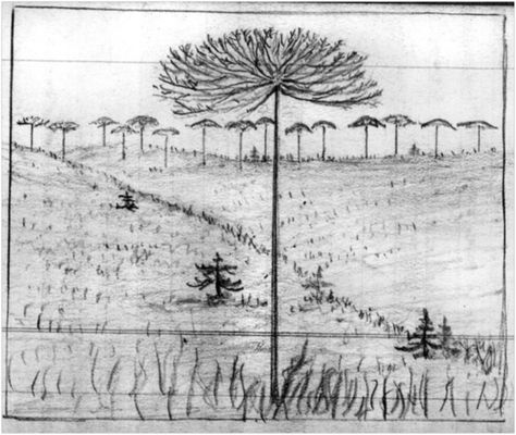 474x400 John Muir Journal Sketch, November 21, 1911 John Muir - John Muir Sketches
