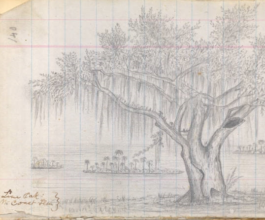 538x446 Sierra Club Florida News John Muir And The Gulf Of Mexico - John Muir Sketches
