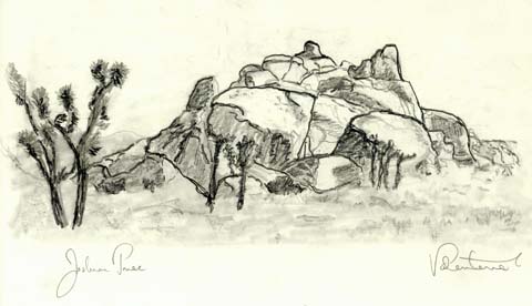 480x276 Joshua Tree Drawing - Joshua Tree Sketch