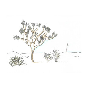 300x300 Joshua Tree Painting By Katrina Ryan - Joshua Tree Sketch