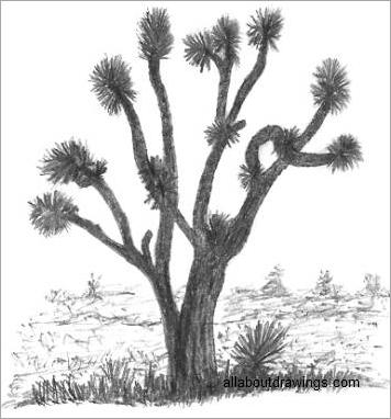 356x382 Easy Tree Sketches - Joshua Tree Sketch