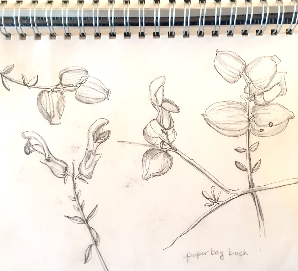 1000x912 Indulge In The Process - Joshua Tree Sketch