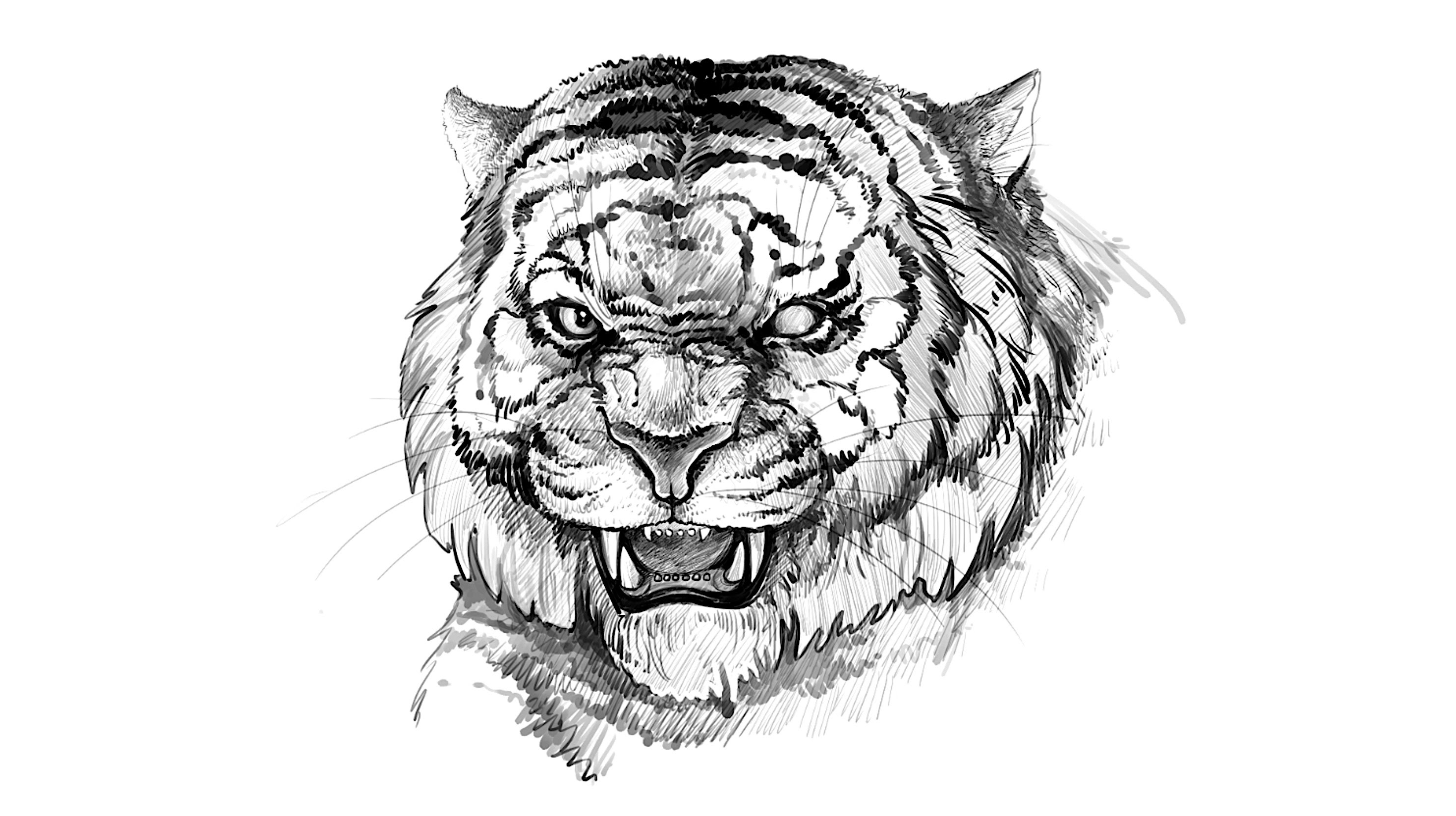 2964x1662 Drawn Tiger Jungle Animal - Jungle Animal Sketch