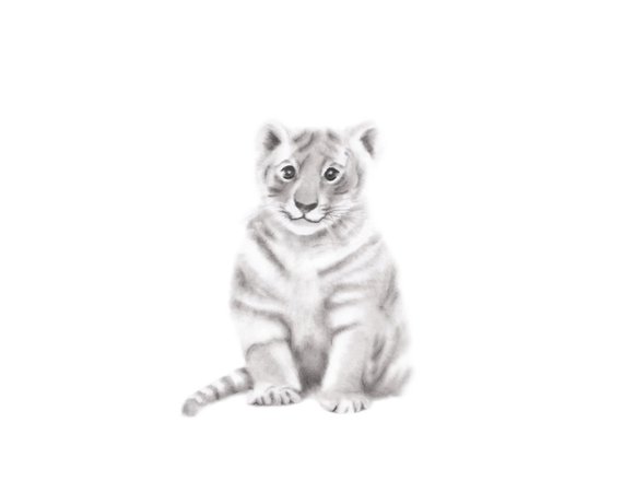 570x440 Tiger Art Print Safari Nursery Jungle Animal Nursery Art Etsy - Jungle Animal Sketch