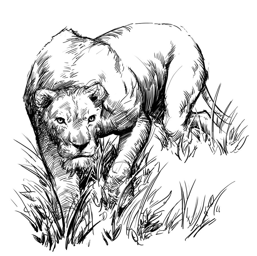 900x896 Lion In The Jungle Sketch - Jungle Sketch