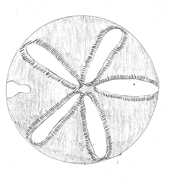 560x598 Kaleidoscope Artivities For Children Augustana College - Kaleidoscope Sketch