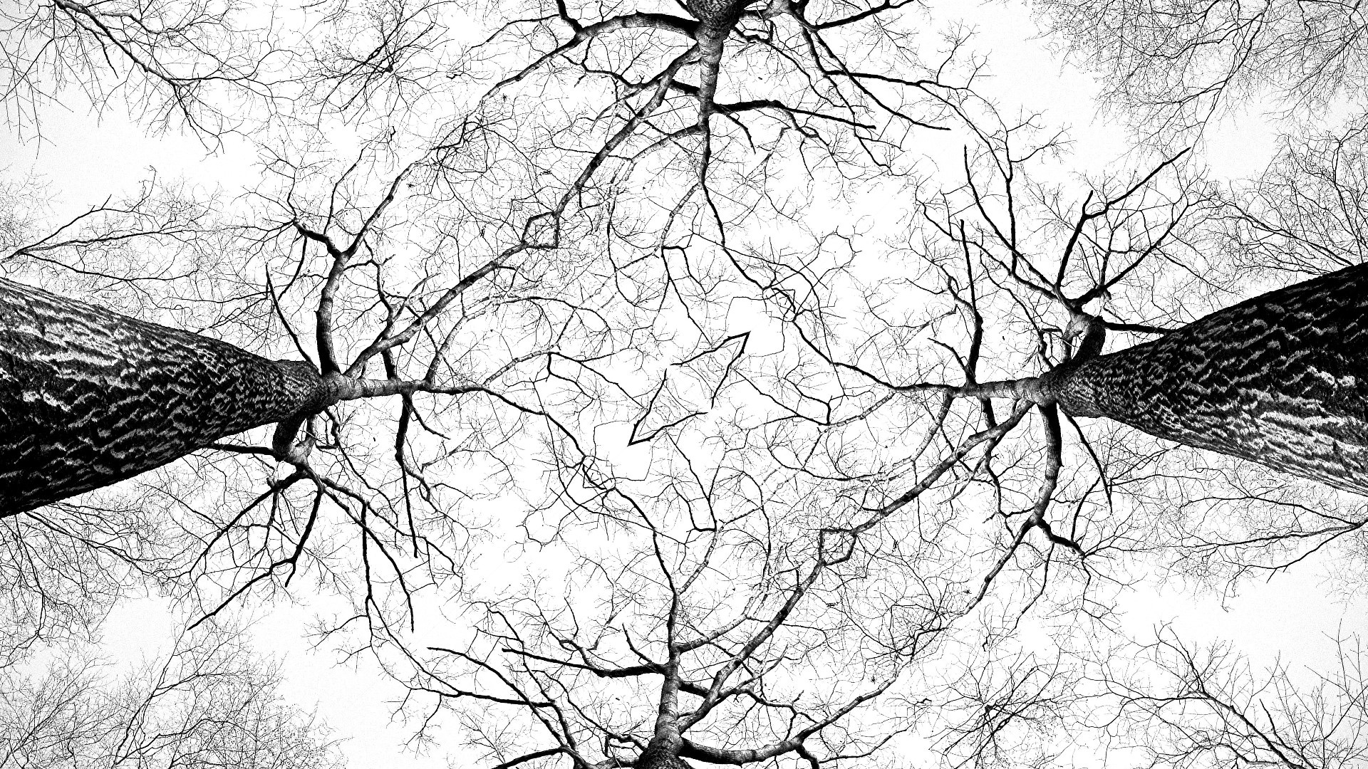 1920x1080 Free Images Tree, Branch, Black And White, Bark, Pattern, Sketch - Kaleidoscope Sketch