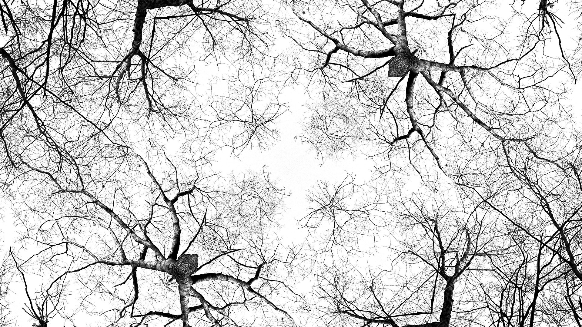 1920x1080 Free Images Tree, Branch, Black And White, Bark, Pattern, Twig - Kaleidoscope Sketch