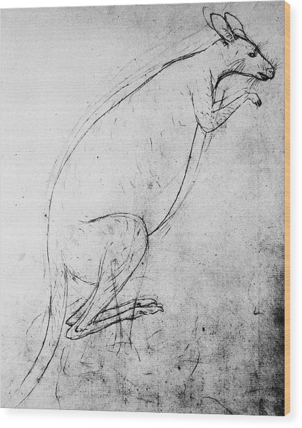 436x618 Kangaroo Sketch Photograph By Science Photo Library - Kangaroo Sketch