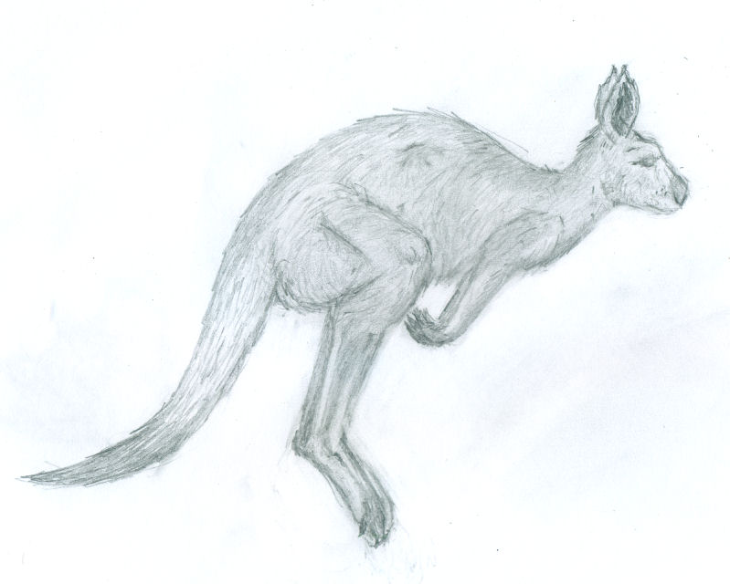 799x640 Kangaroo Sketch Weasyl - Kangaroo Sketch