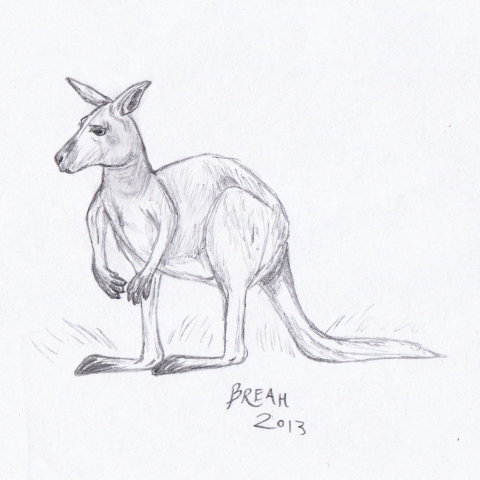 480x480 Kangaroo Sketch Drawing Art By Breah - Kangaroo Sketch