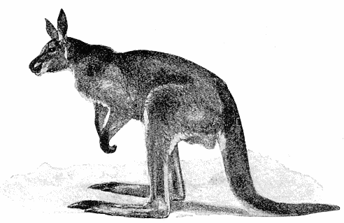 492x319 Red Kangaroo Sketch - Kangaroo Sketch