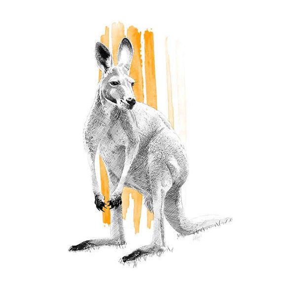 570x570 Skippy The Kangaroo Illustration, Fine Art Print, Drawing, Sketch - Kangaroo Sketch