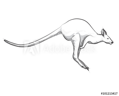 500x405 Vector Sketch Hand Drawing Kangaroo Illustration Jumping - Kangaroo Sketch