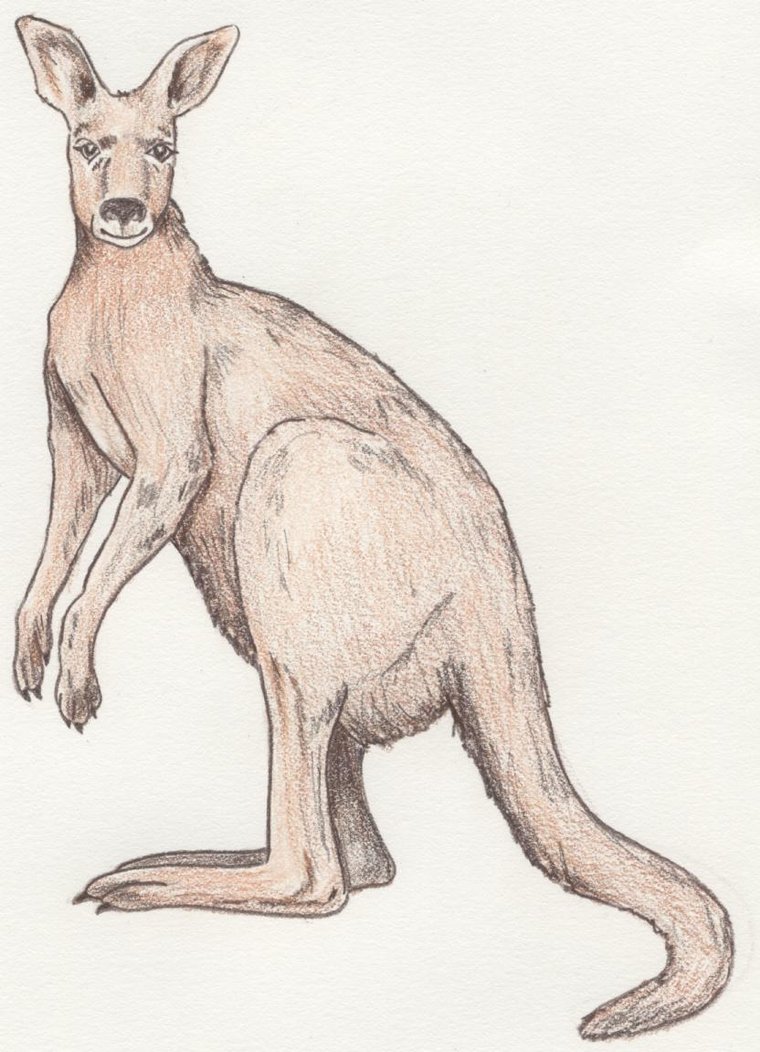 760x1052 Crayon Kangaroo Sketch By Twinkletoes3395 - Kangaroo Sketch