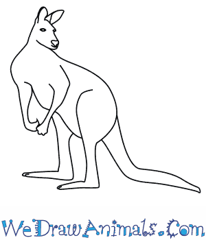 300x350 How To Draw A Red Kangaroo - Kangaroo Sketch