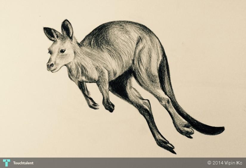 825x563 Kangaroo Charcoal Sketch Touchtalent - Kangaroo Sketch