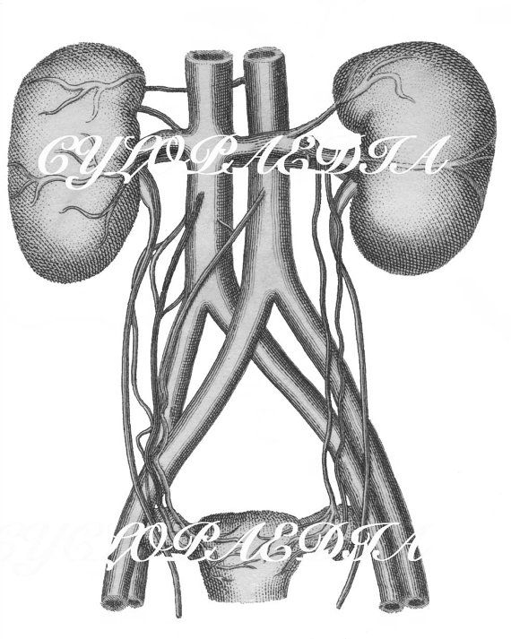 570x713 Human - Kidney Sketch