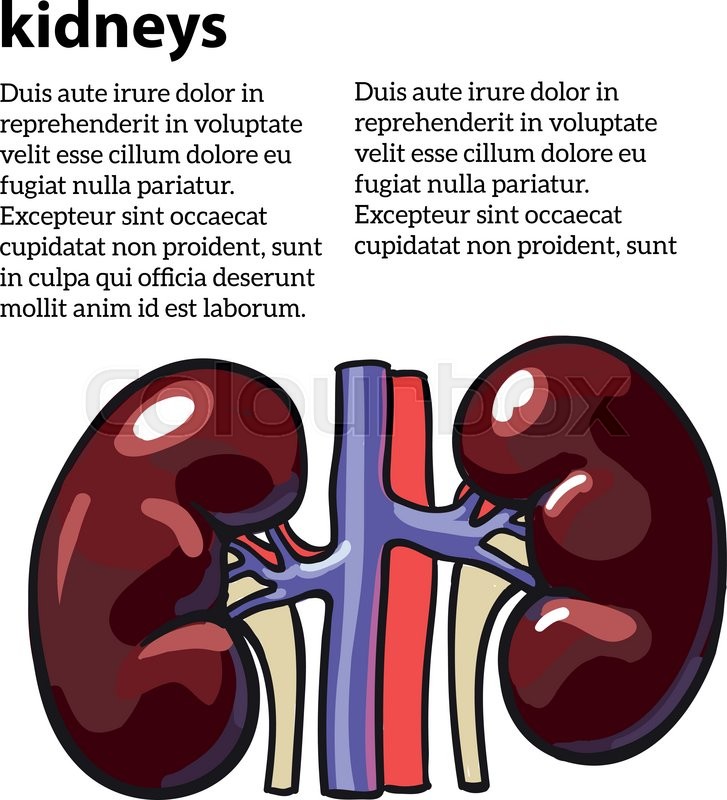 727x800 Human Internal Organ Kidney, Vector Sketch Hand Drawn Illustration - Kidney Sketch