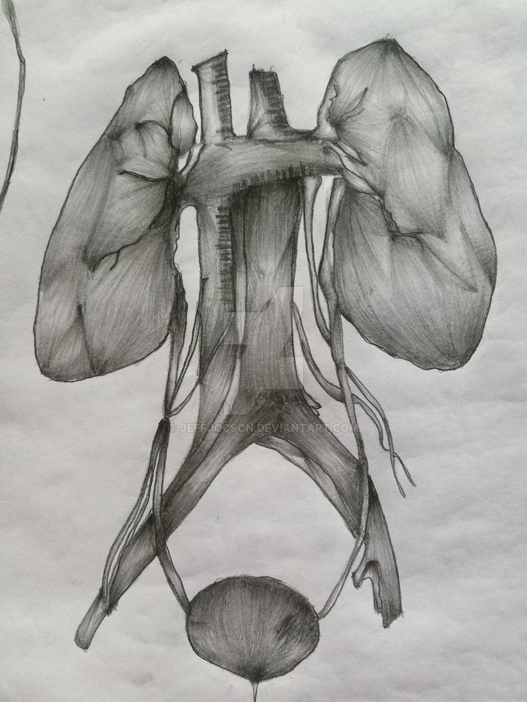1024x1365 Kidney Pencil Sketching By Jeffjocson - Kidney Sketch