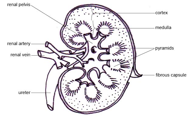 628x387 Collection Of Human Kidney Drawing High Quality, Free - Kidney Sketch