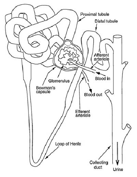 Kidney Sketch at PaintingValley.com | Explore collection of Kidney Sketch