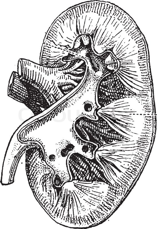 548x800 The Human Kidney, Vintage Engraved Illustration Dictionary Of - Kidney Sketch