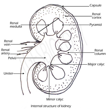 365x369 7. Excretory System - Kidney Sketch