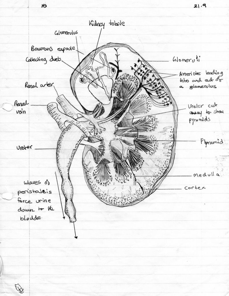 Simple Drawing Kidney Diagram - Kidney Failure Disease