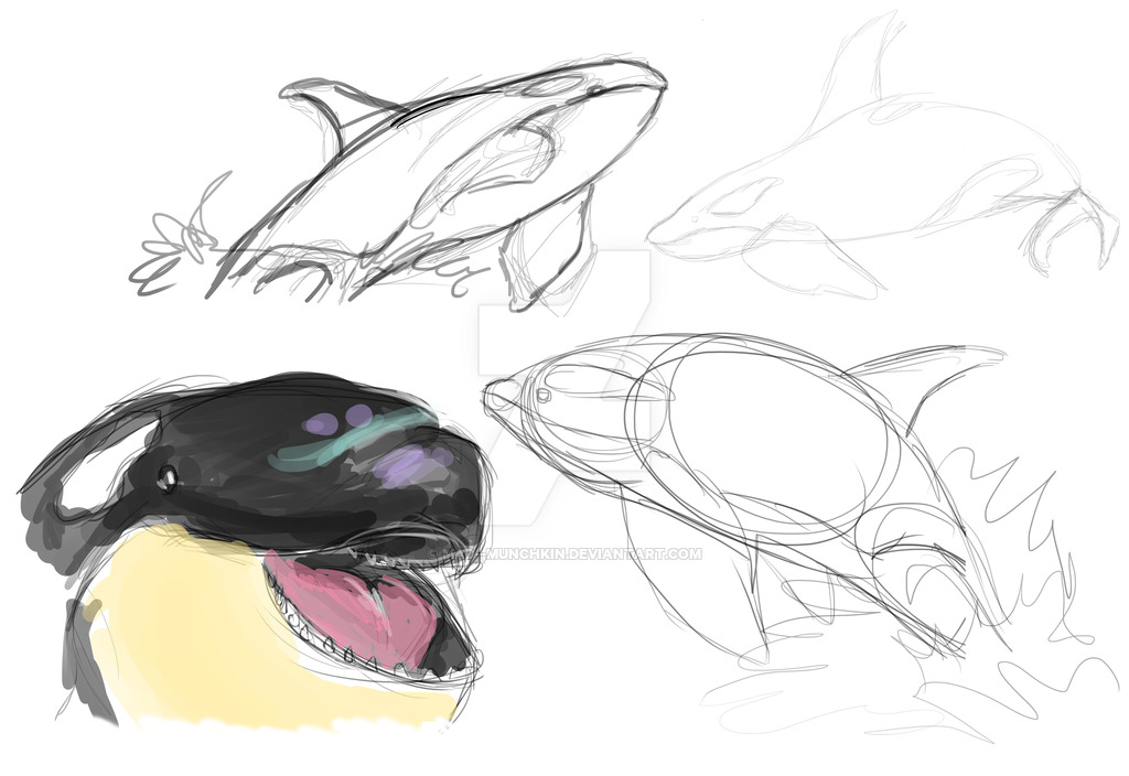 1024x704 Killer Whale Sketch Dump By Mad Munchkin - Killer Whale Sketch