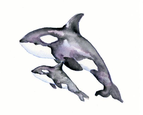 570x456 Killer Whale Clipart Pencil Drawing - Killer Whale Sketch