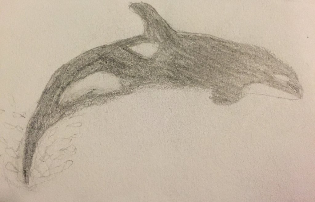 1024x658 Killer Whale Sketch By Linaisweird - Killer Whale Sketch