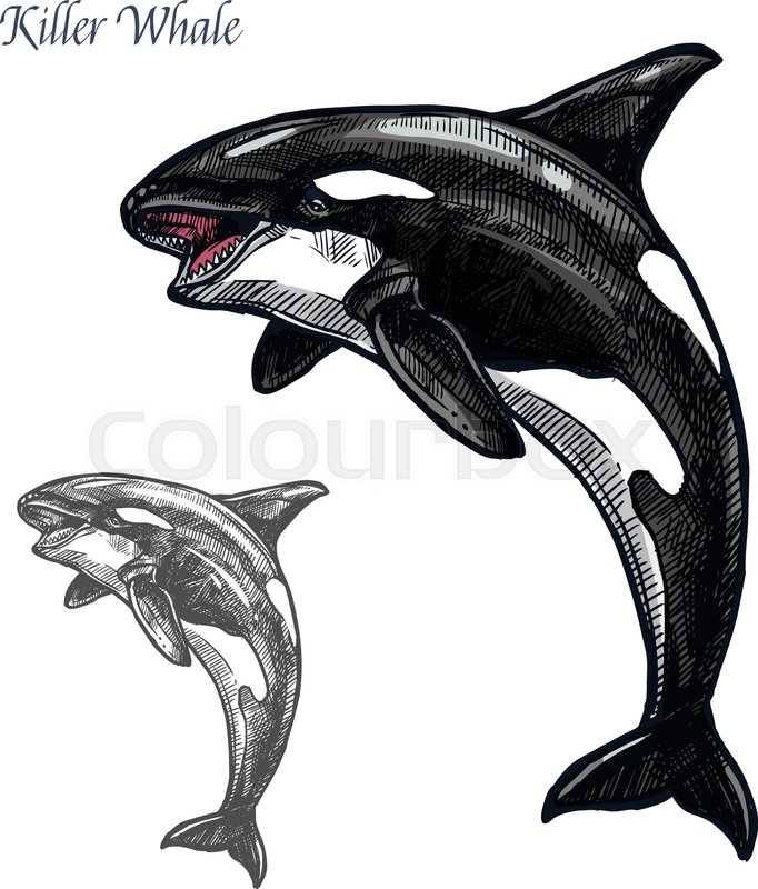 682x800 Killer Whale Sea Animal Isolated Sketch. Orca Or Toothed Whale - Killer Whale Sketch