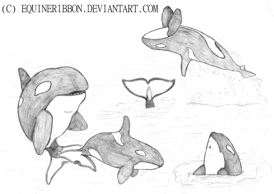 900x635 Killer Whale Sketches By Equineribbon - Killer Whale Sketch