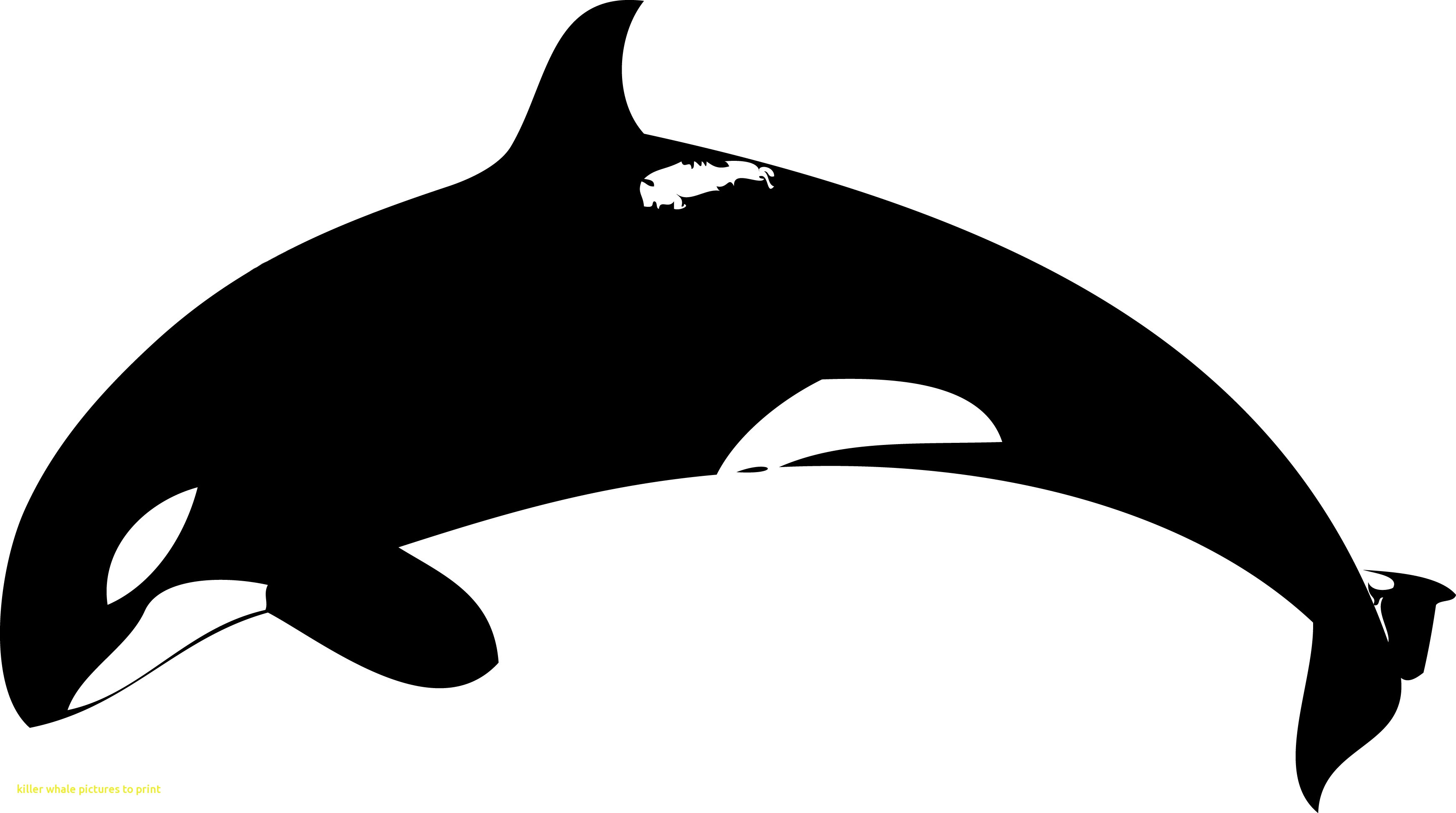 3485x1946 Selected Orca Pictures To Print Killer Whale Sea Animal Isolated - Killer Whale Sketch