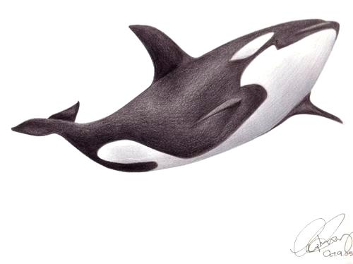 500x374 Amazing Whale Drawing Marvelous - Killer Whale Sketch