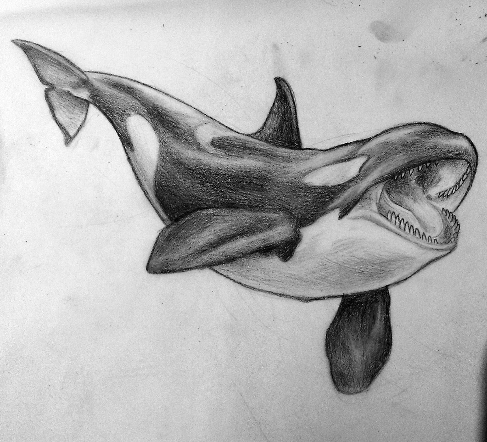 1600x1452 Killer Whale Drawing ... , Its From A While Ago - Killer Whale Sketch