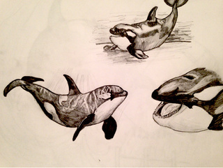 Killer Whale Drawing Realistic - Amashusho ~ Images