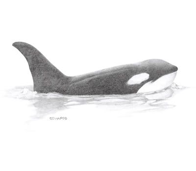 400x350 Whale Drawing - Killer Whale Sketch