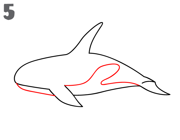 623x485 How To Draw A Killer Whale - Killer Whale Sketch